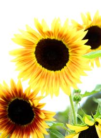 Sunflowers Reaching Towards the Light