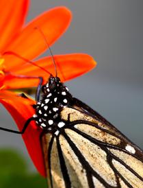 Close-up of a Monarch