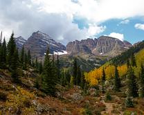 The Forest Surrounding Maroon Bells