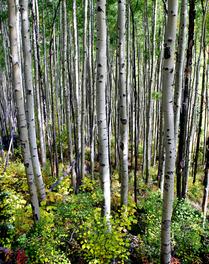 Immersed in the Forest -- Aspen