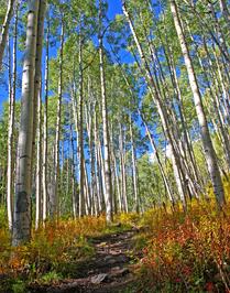 A Beautiful Path Through the Forest -- Aspen