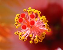 Flower Ultra-Close-up