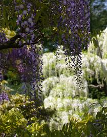 Whisps of Wisteria
