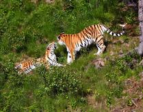 Snarling Siberian Tigers