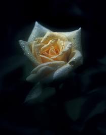 Rose Emerging from the Darkness of a Storm into the Light