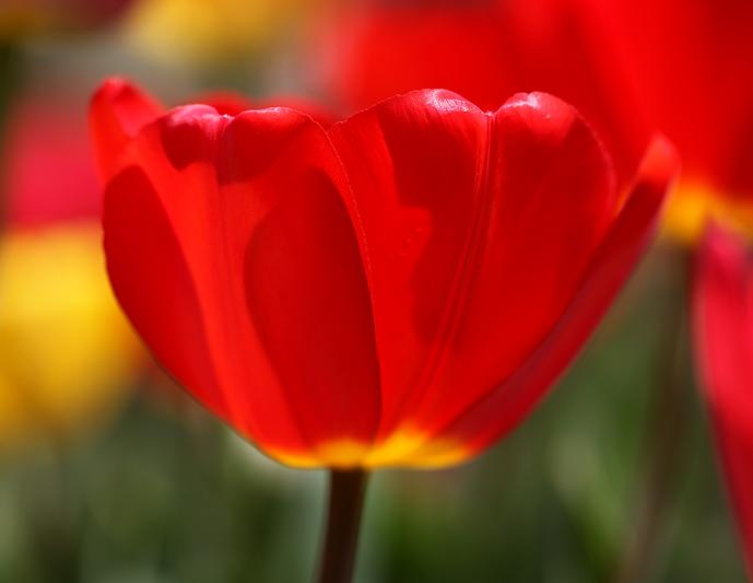 A Perfect Form -- Tulips (12)