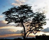 Lone Tree -- Maui