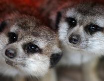 Close Friends -- Meerkat in their Den