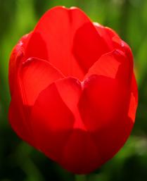 A Perfect Form -- Tulips (9)