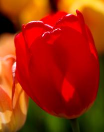 A Perfect Form -- Tulips (11)