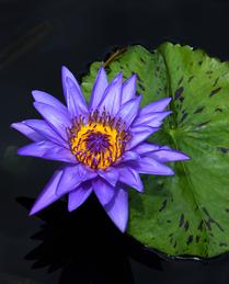 Iridescent Water-Lilly