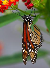 Beautiful Monarch