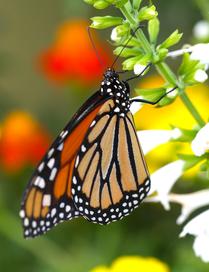 Beautiful Monarch Against Foliage