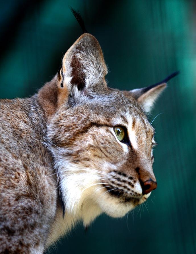 Exquisite Lynx