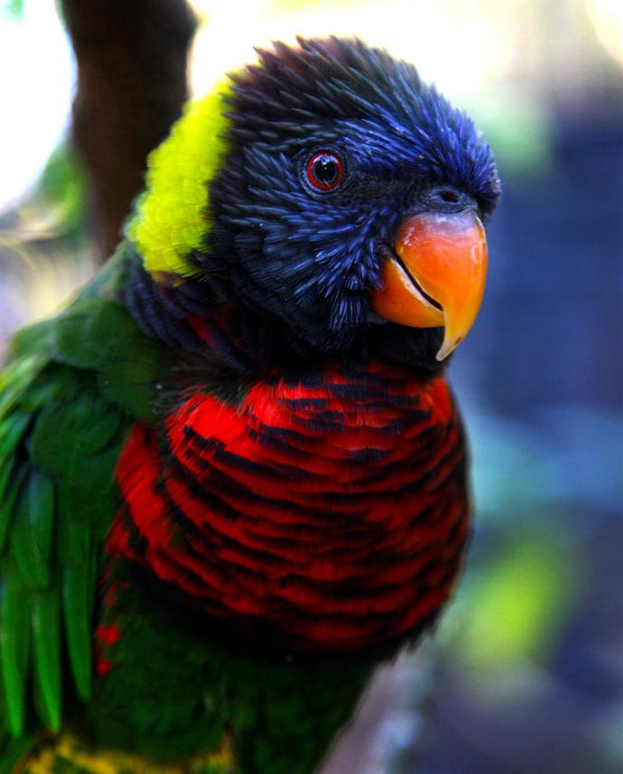 Playful Lorikeet