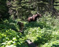 A Mother Moose and Her Calf -- Glacier National Park