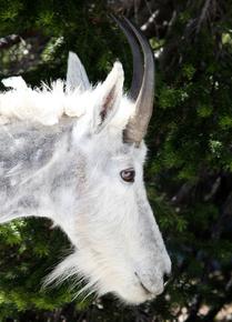 Profile of a Mountain Goat -- Glacier National Park