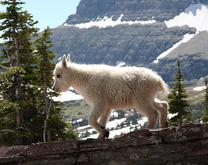 Baby Mountain Goat -- Glacier
