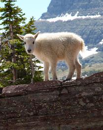 Baby Mountain Goat (2) -- Glacier