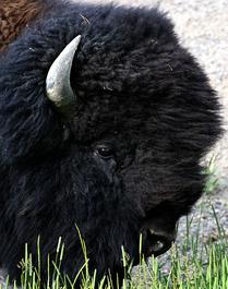 Too Close to a Bison -- Yellowstone