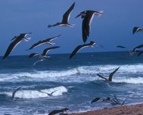 Taking Flight -- Florida Coast