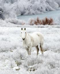 Snow Covered Pasture