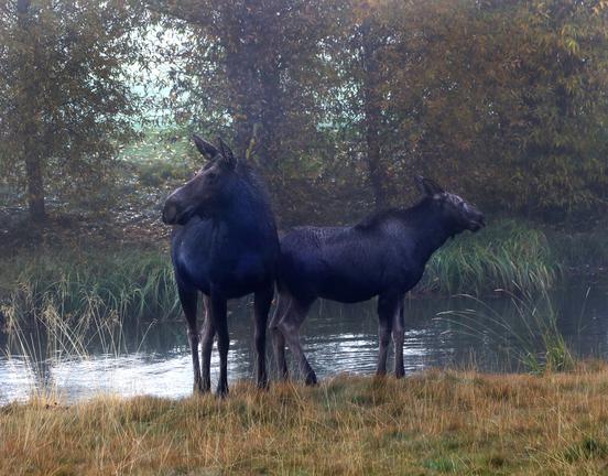 Mother and Baby Moose at Day's Break in the Tetons
