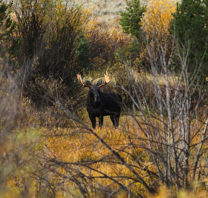 Bull Moose, Tetons