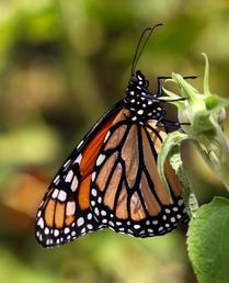 Monarch Close-up