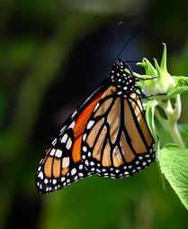 Stunning Monarch