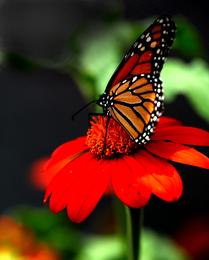 Monarch Atop Glowing Flower