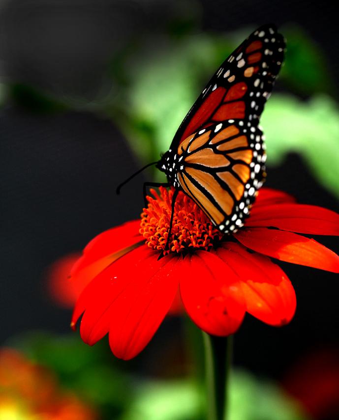 Monarch Atop Glowing Flower