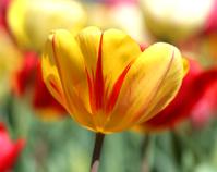 Exquisite Tulip