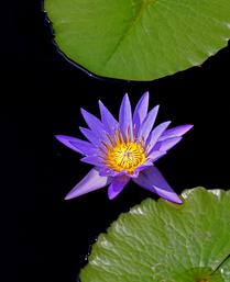 Water-lilly