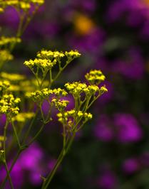 Yellow Contrasting with Field of Purple