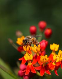 Bee atop Flowers