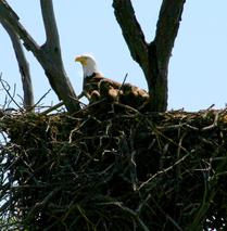 Eagle's Nest