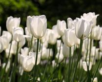 Field of White Tulips