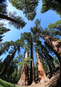 Towering Sequoias 