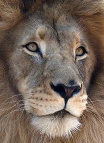 Ultra-Close-up of a Lion