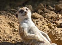 Meerkat Relaxing in the Sun