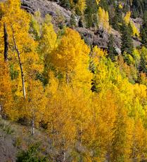 Fall in Southern Colorado 2
