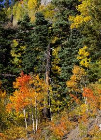 Fall's Grandeur Near Cortes, Colorado