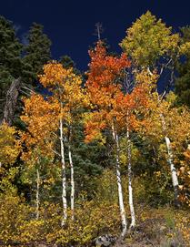 Fall's Glory -- Southern Colorado