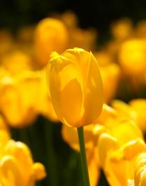 A Perfect Form -- Tulips (4)