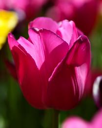 A Perfect Form -- Tulips (1)
