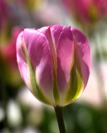A Perfect Form -- Tulips (5)