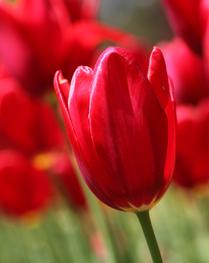 A Perfect Form -- Tulips (6)