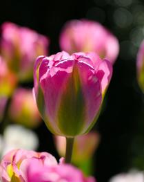 A Perfect Form -- Tulips (2)