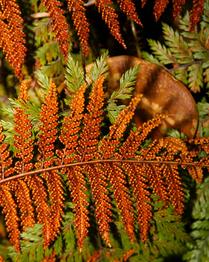 Natural Mosaic of New Zealand Ferns